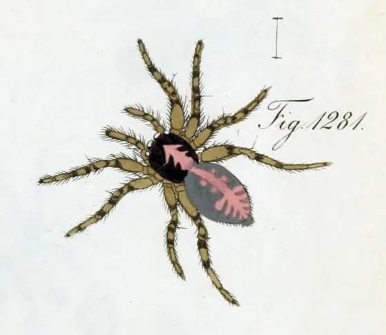 Attulus terebratus