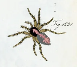 Attulus terebratus