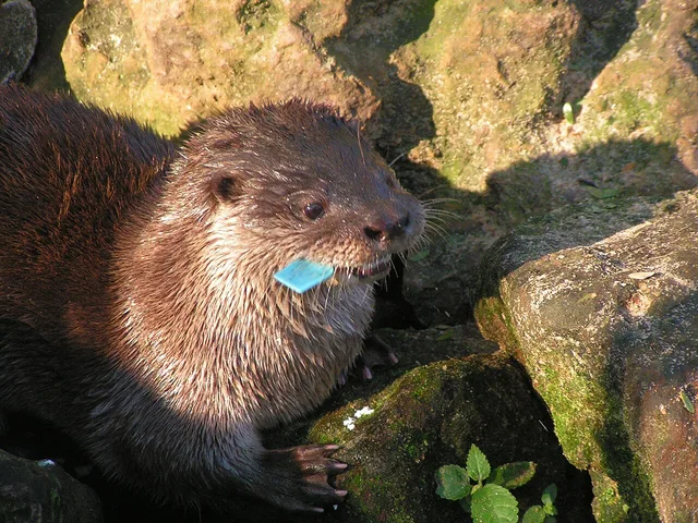 Nutria neotropical