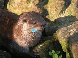 Neotropical otter