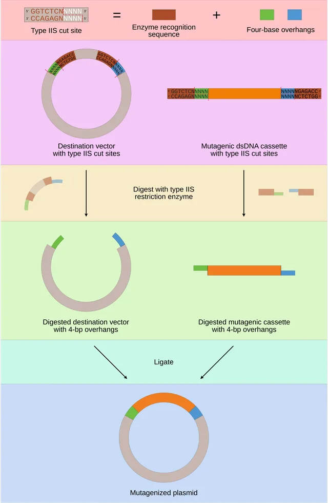 Cassette mutagenesis