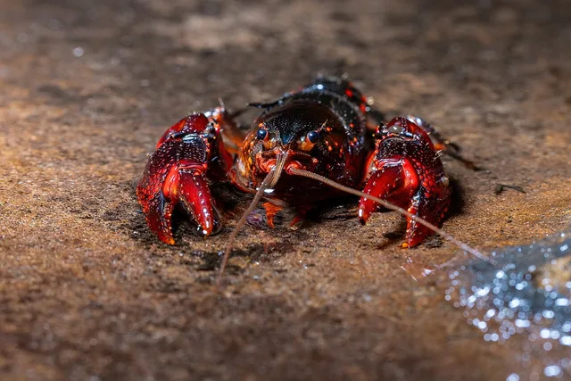 Euastacus spinifer