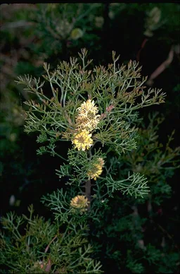 Petrophile canescens