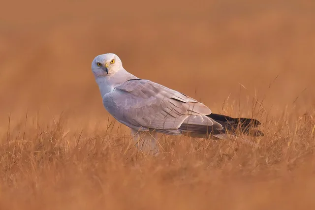 Pallid harrier
