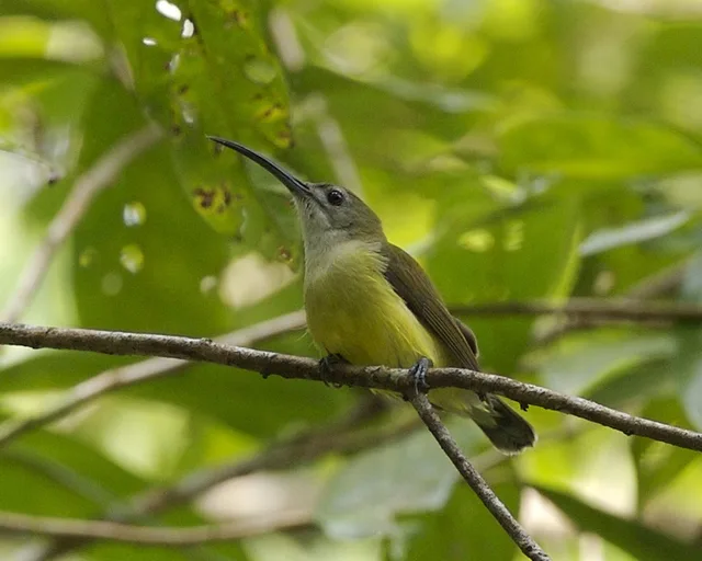 Spiderhunter