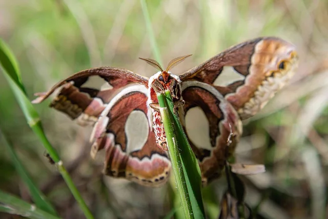 Rothschildia jacobaeae