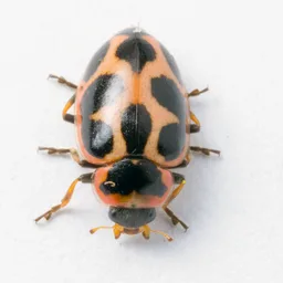 Naemia seriata