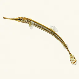 Campichthys nanus