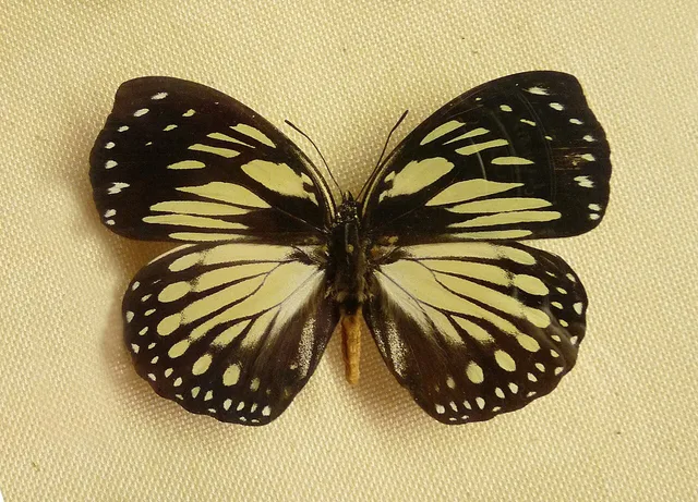 Euxanthe crossleyi