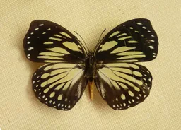 Godardia crossleyi
