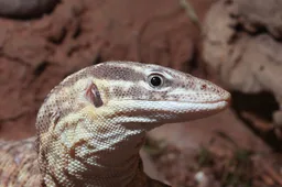 Odatria