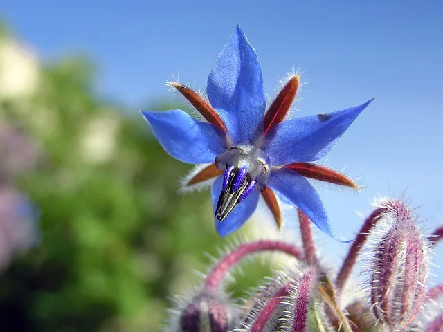 Edible flower