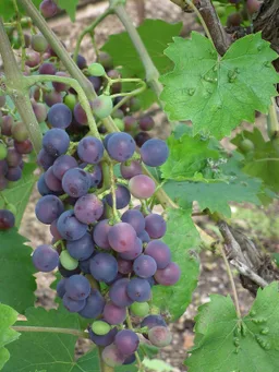 Muscat bleu