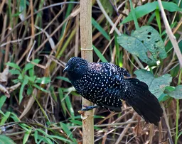 Large-tailed antshrike