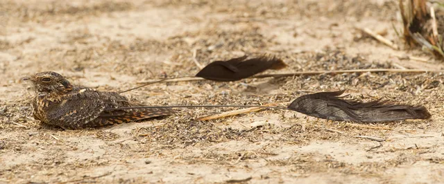Standard-winged nightjar
