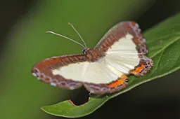 Nymphidium