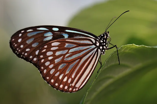 Ideopsis similis