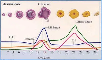 Induced ovulation