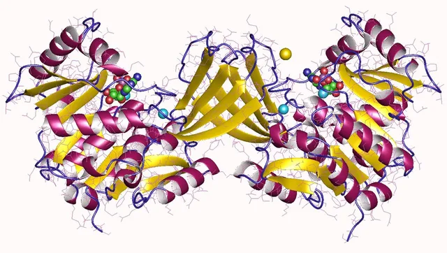 Ribokinase