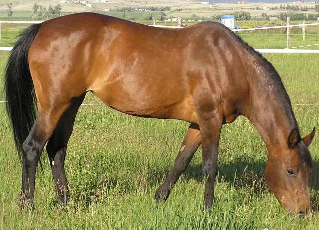 Bay (horse)