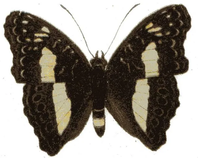 Euptera kinugnana