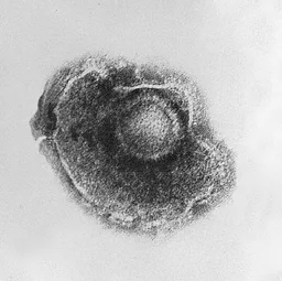 Alphaherpesvirinae