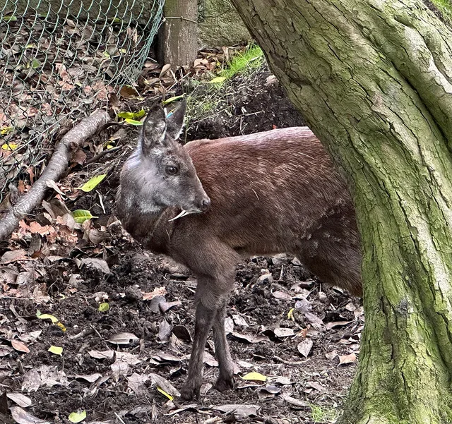 Musk deer