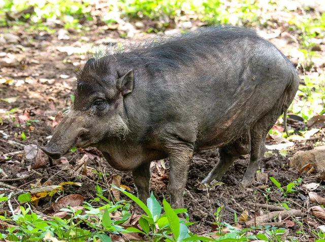 Philippine warty pig