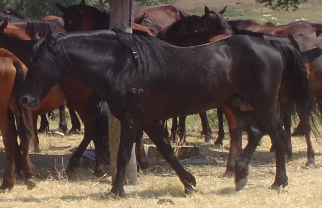 Cavallo Romano della Maremma Laziale