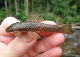 Guyanancistrus