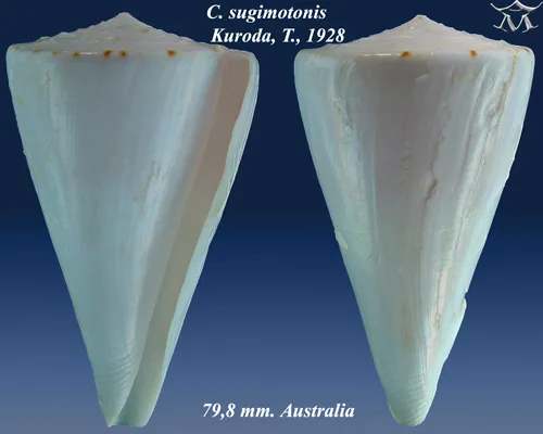 Conus sugimotonis