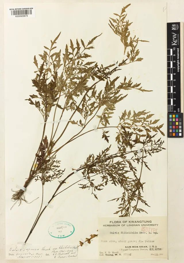 Salvia filicifolia