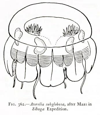 Atorella subglobosa