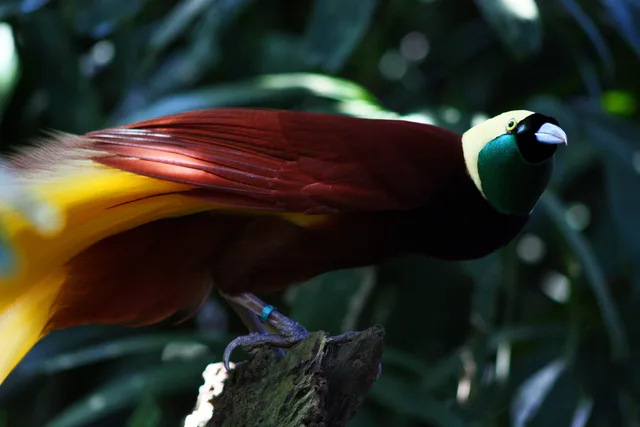 Greater bird-of-paradise