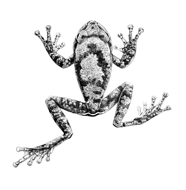 Leptopelis vannutellii