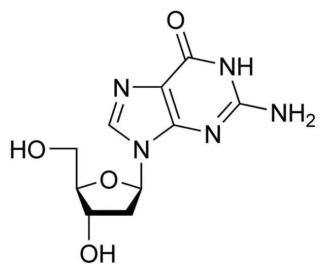 Deoxyguanosine kinase