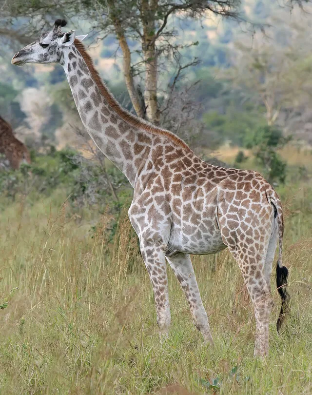 Jirafa