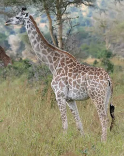 Jirafa