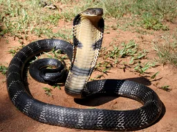 Cobra real