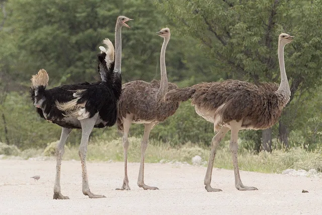 Common ostrich