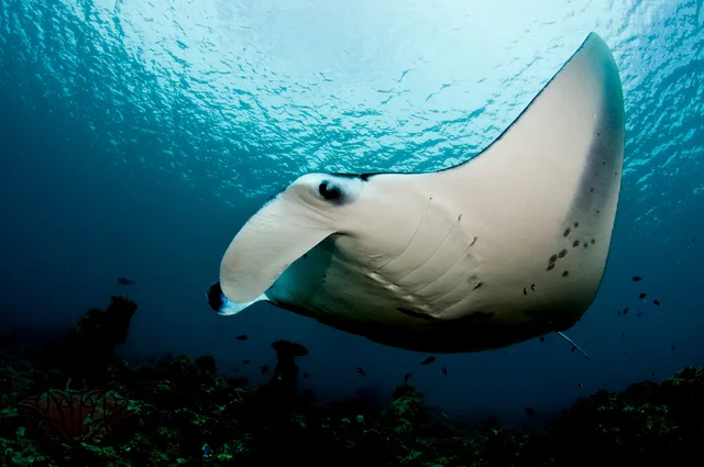 Manta raya