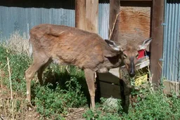 Chronic wasting disease