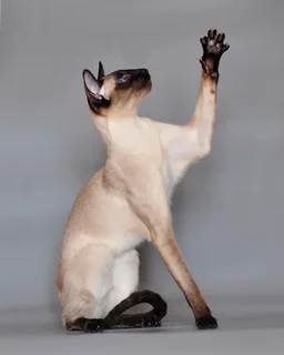 Gato siamés