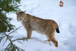 Eurasian lynx
