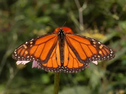 Mariposa monarca