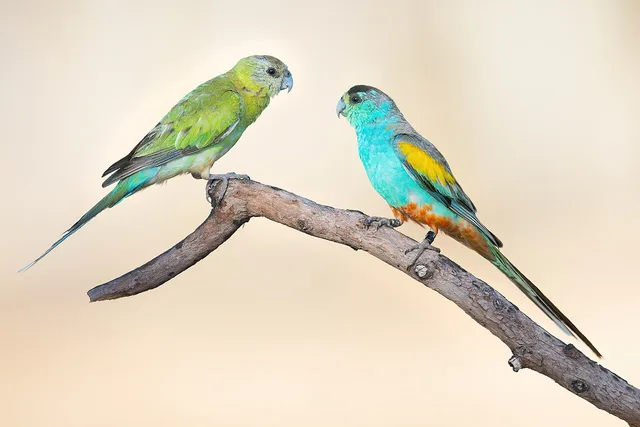 Golden-shouldered parrot