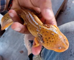 Salamandra granulada
