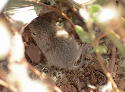 Ratón de abazones de Sinaloa