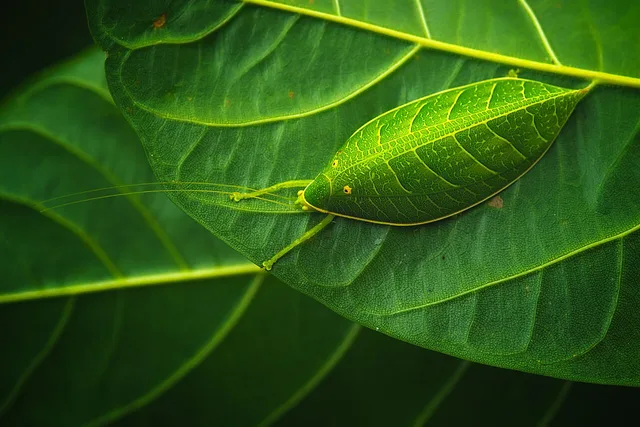 Leaf mimicry