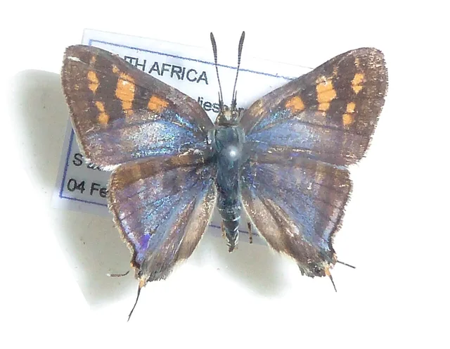 Cigaritis ella